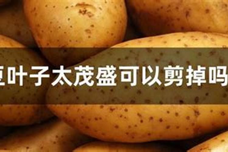 土豆什么时侯打叶面肥