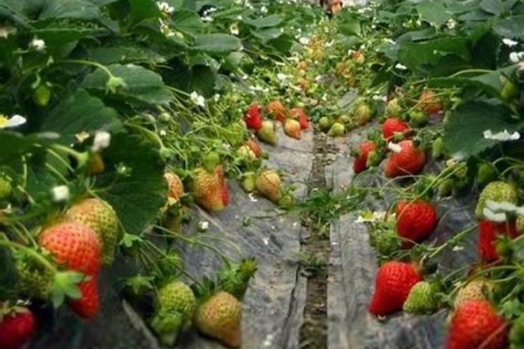 大棚草莓温度水肥管理 草莓病虫害防治