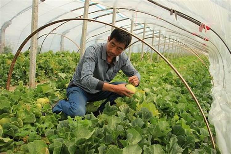 如何给甜瓜施肥