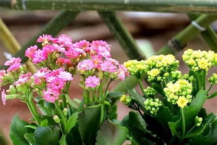 槟榔催花技巧 槟榔催花技巧有哪些