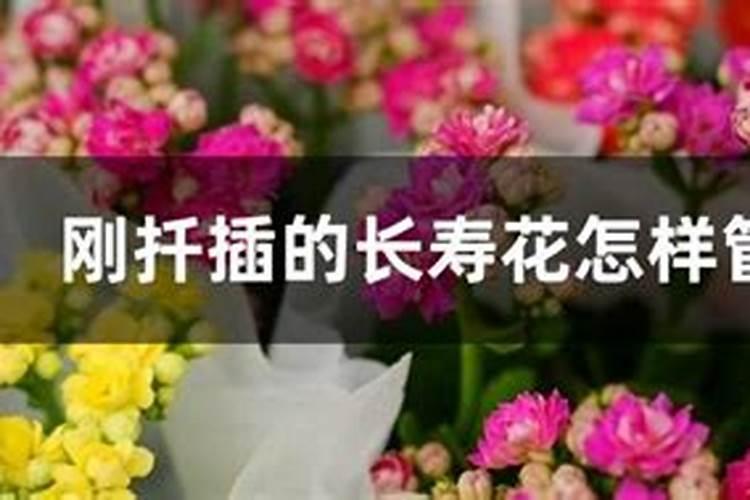 新扦插的长寿花怎样快速生长