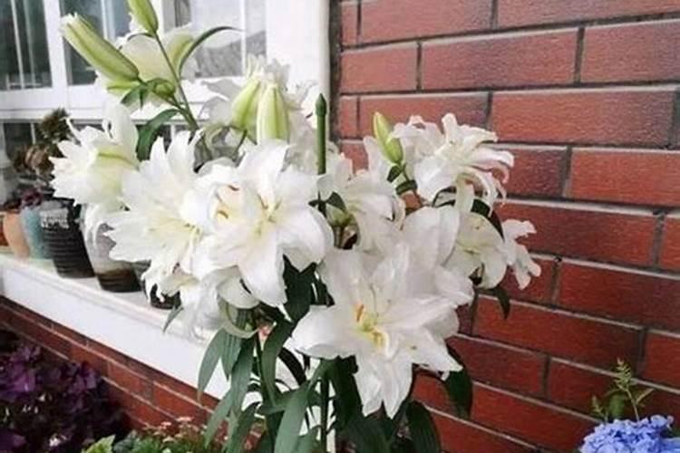 百合施什么肥