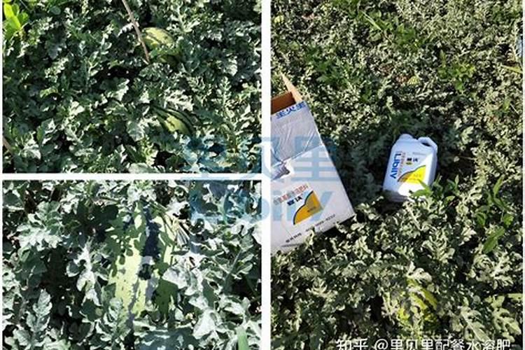 鱼蛋白肥料的功能和效果,鱼蛋白具体在作物上的应用