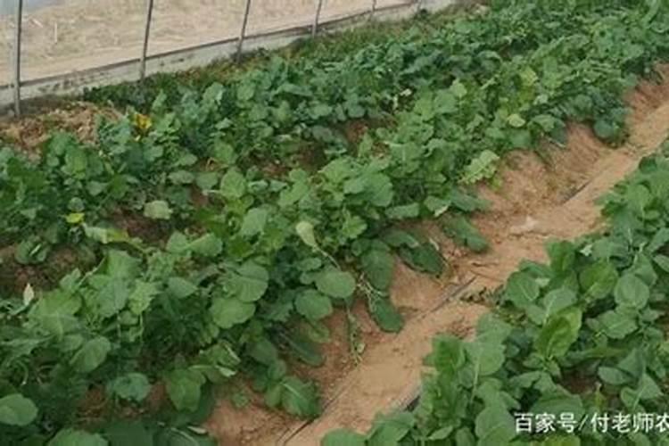 全国最大腐植酸生产厂家