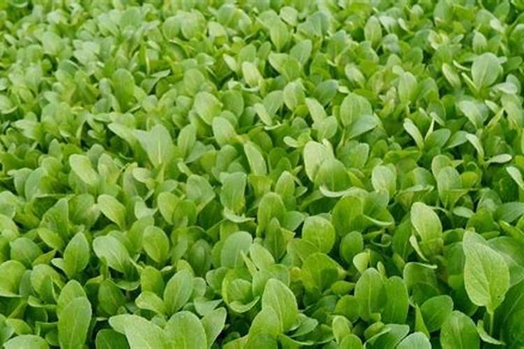 苹果树花期前后追肥最好选什么肥料？