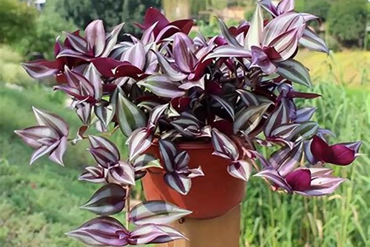 苹果花后施什么肥 苹果花后施什么肥好