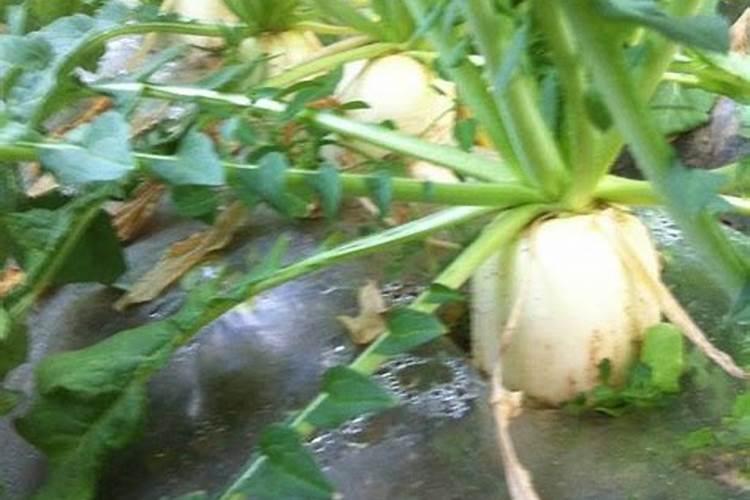 哪些蔬菜喜欢高磷肥