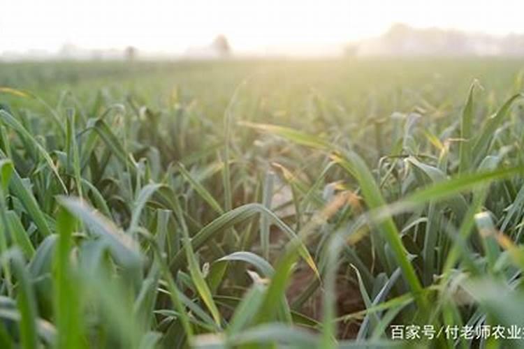 玉米缓控释肥多少钱一袋