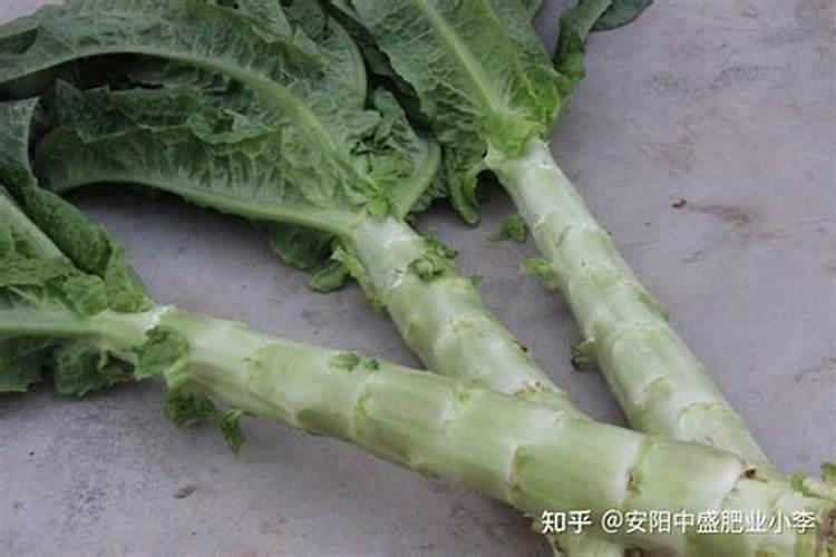 莴笋用什么肥料最好
