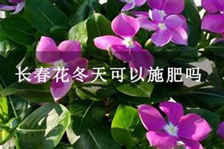硼肥在梨树上用,什么时候用好？