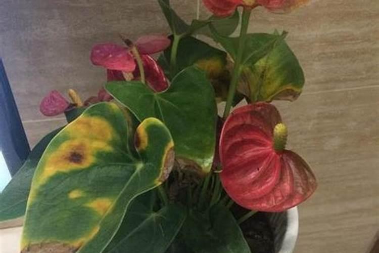 红掌花需要什么肥料,氮磷钾肥缺一不可