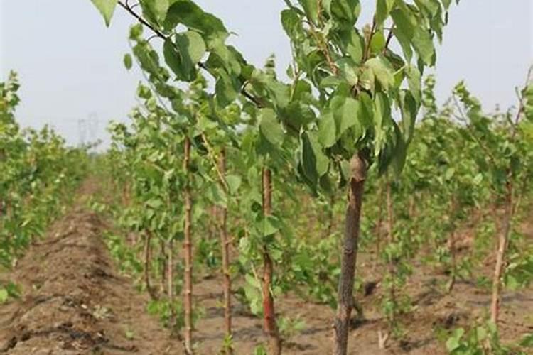 我有十亩洼地种植什么效益高