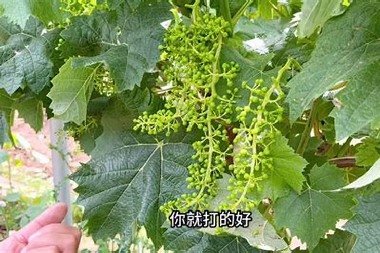 兰花多久浇一次肥料？