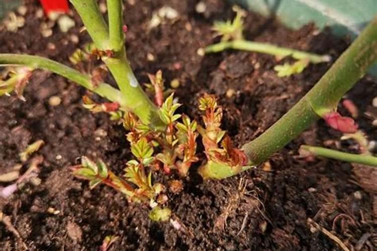 月季开花的时候能喷叶面肥吗？月季开花前什么时候喷施叶面肥