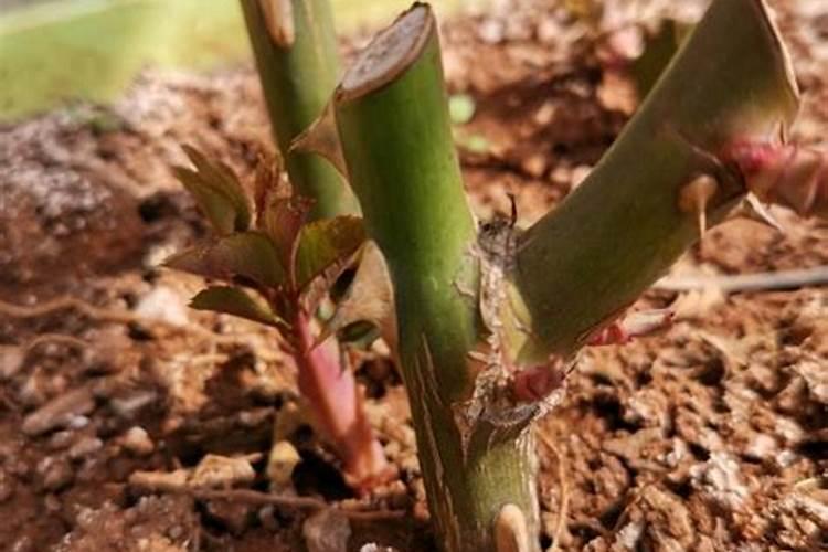 春天种植的月季怎么浇水施肥