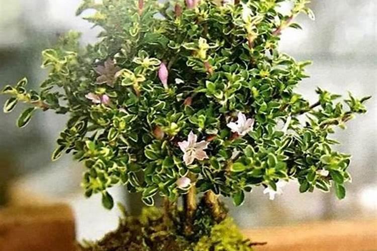 青苔可以做花土吗