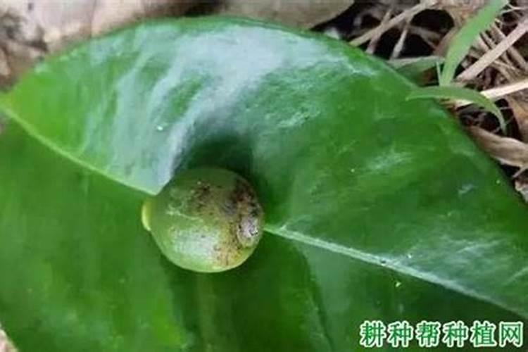 什么药养花最好,可以浇花的药物