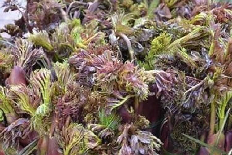 卷心菜什么时候种？如何正确施肥？