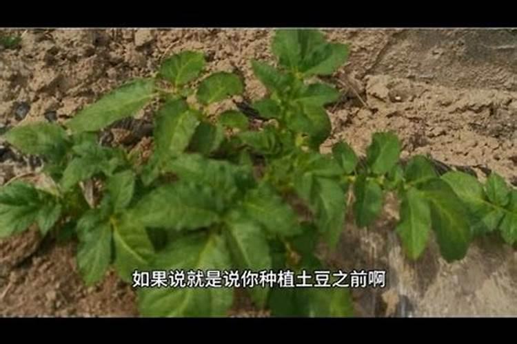 土豆黄叶病的原因及治疗处理方法