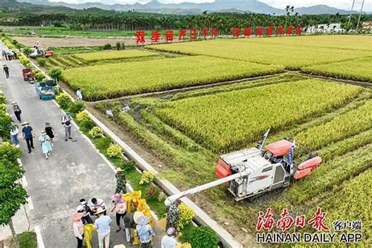 2022种水稻成本