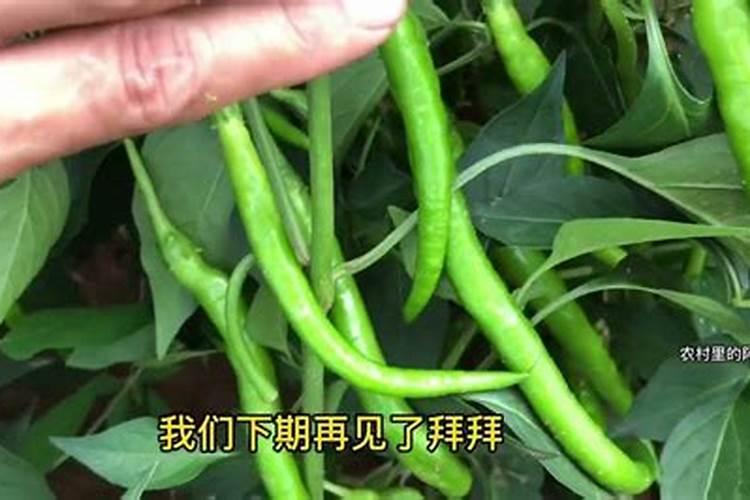 想要辣椒高产怎么施肥(辣椒怎样追肥能结果产量高)