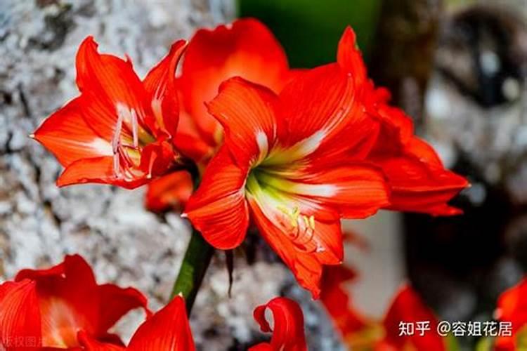 朱顶红的养殖方法和注意事项朱顶红开花要浇水吗