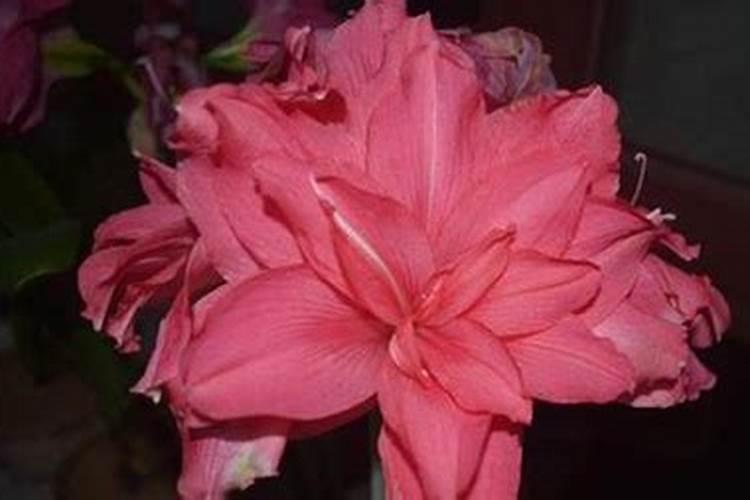朱顶红开花后花梗处理