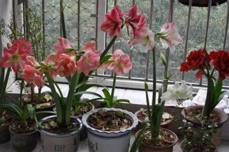怎样才能让朱顶红的花球快速长大？