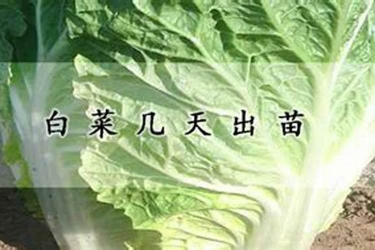 草莓移栽十天死苗严重,什么原因