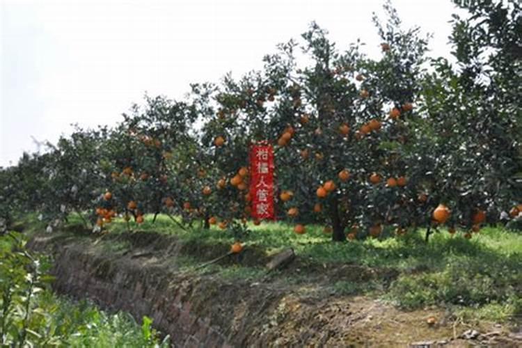 核桃树为什么不结核桃