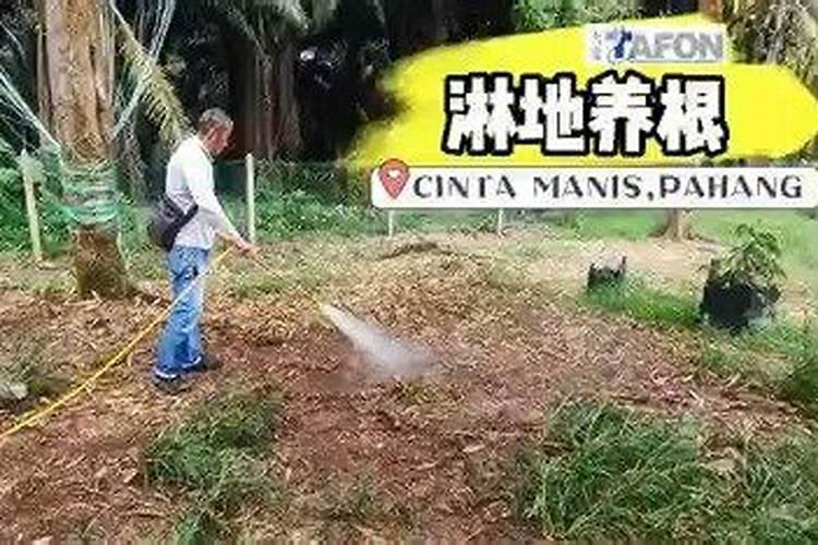 西白二号品种简介