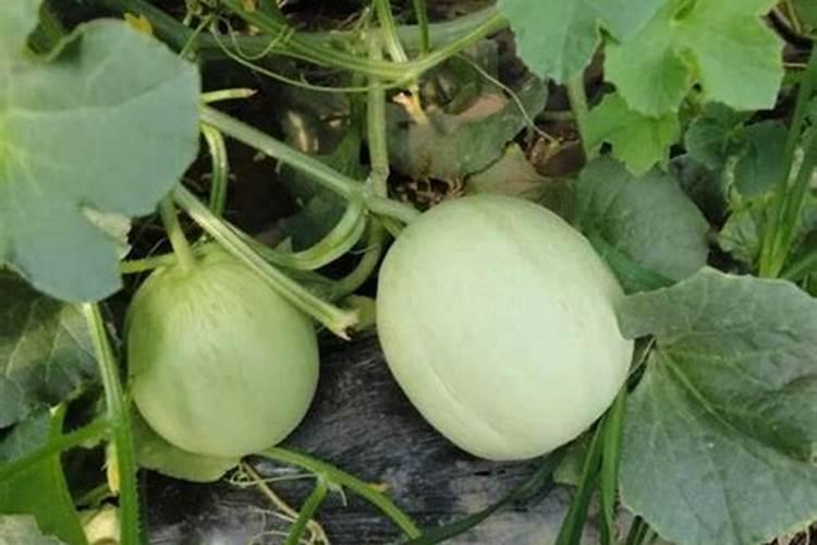 香瓜开花挂果期喷高钾叶面肥好还是高磷叶面肥好？