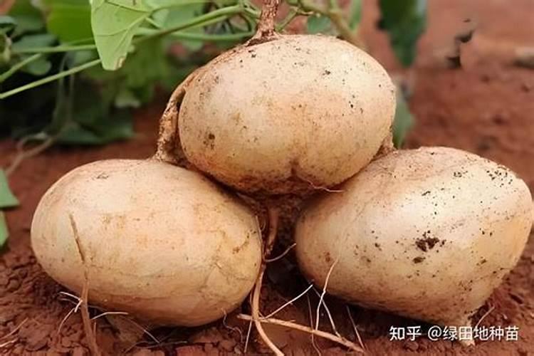 白露时节有什么农事活动