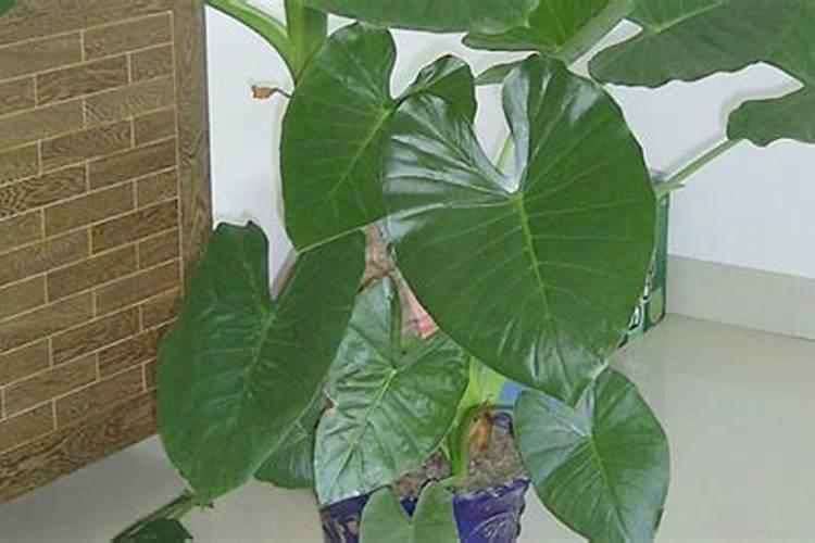 夏季滴水观音怎样施肥