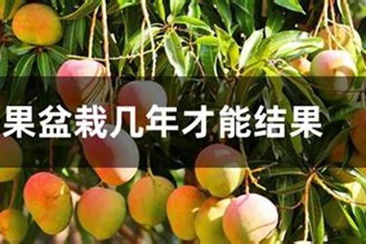 导致番茄裂果的原因有哪些？要如何防治呢？
