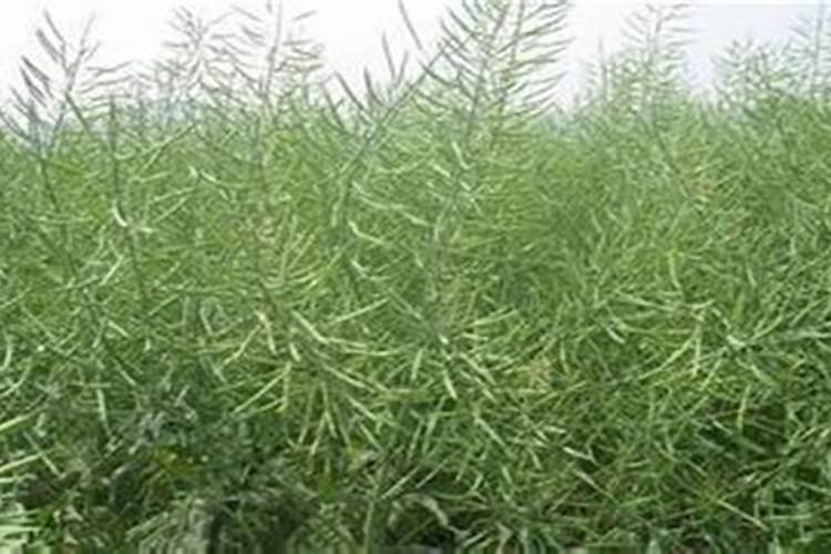 油菜前期未施肥出苗后什么时候施肥花卉百科