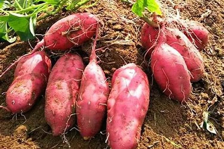 山东农药杀虫剂品牌 山东农药杀虫剂厂家 山东有哪些农药杀虫剂品牌【品...