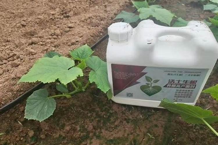 硫酸亚铁肥料用于哪些植物