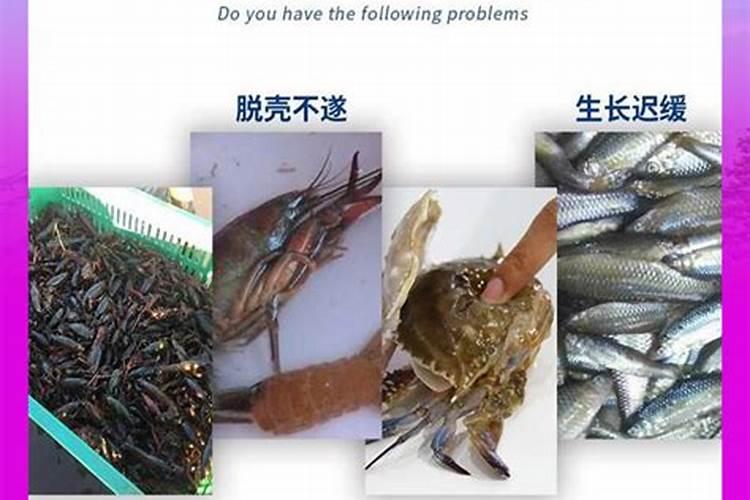 养黑花甲鱼技巧是什么
