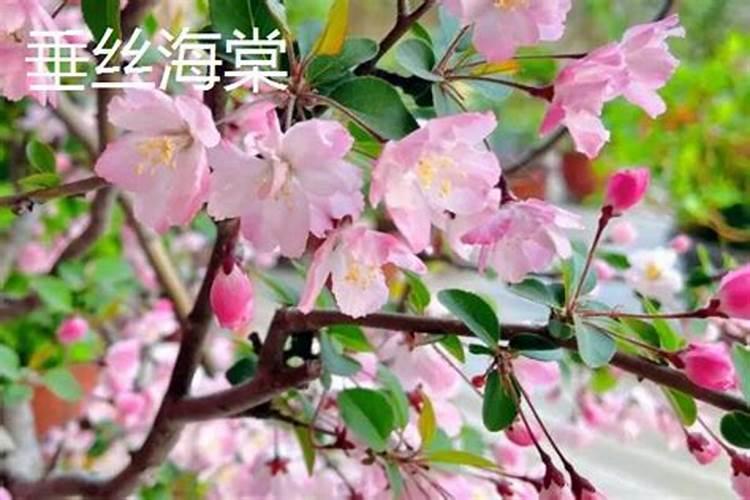 种植过程中草莓需要补钙吗 怎么给草莓苗补钙 草莓缺钙怎么办用什么补...