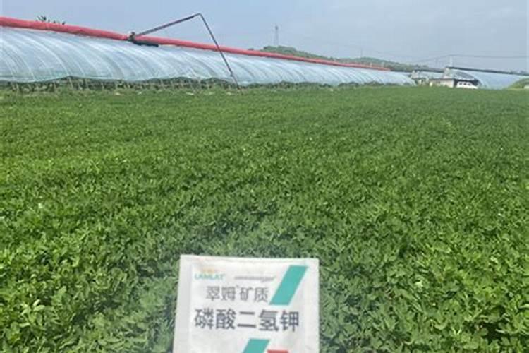 葡萄果实补钙用什么叶面钙肥？