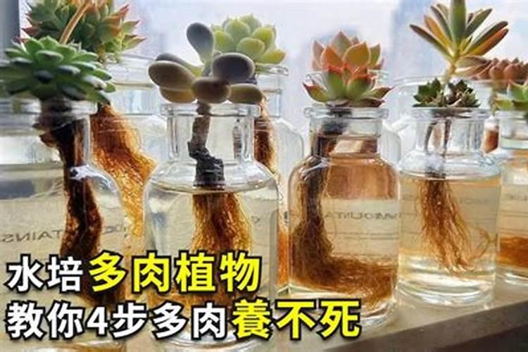 10种钾含量最高的蔬菜盘点 十大高钾的蔬菜一览表