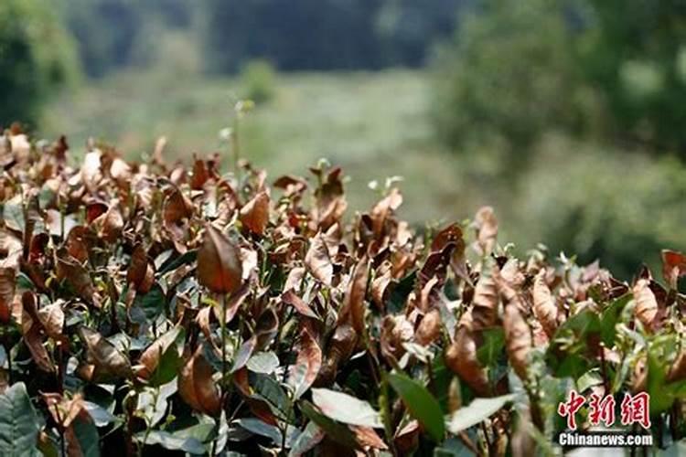 专家老师们茶叶的春茶肥什么时候施肥最好,用的是有机肥。