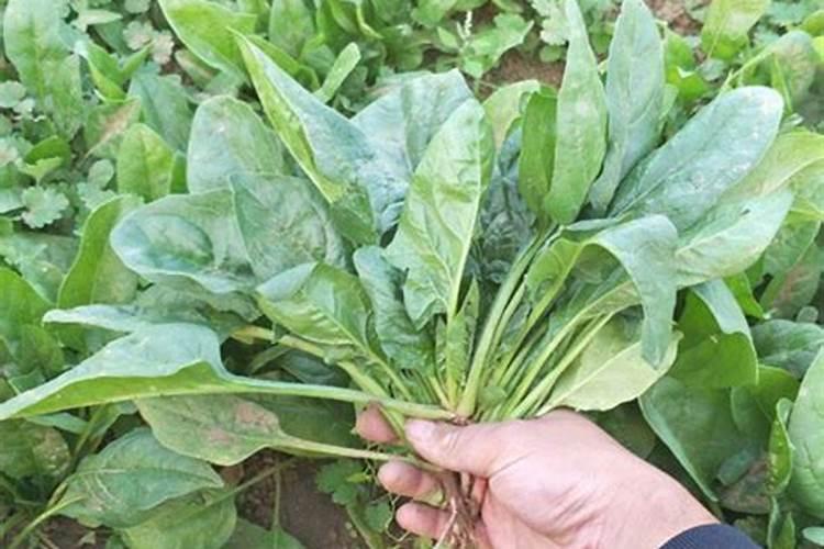 种蔬菜用什么肥料最好
