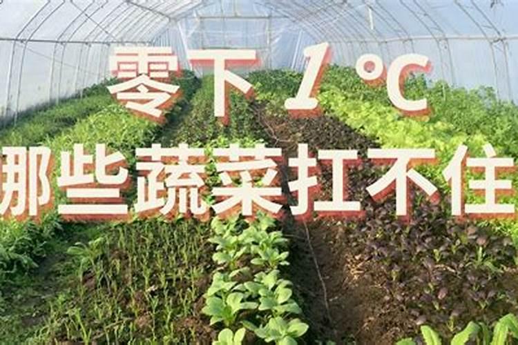 蔬菜叶面肥有哪些品种
