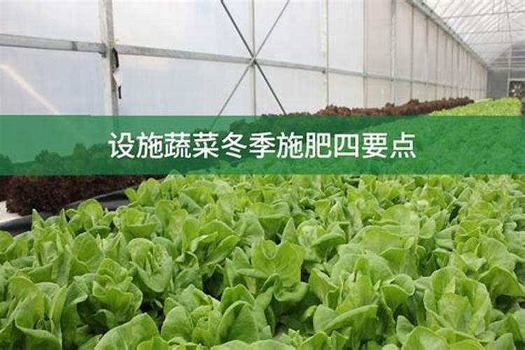 蔬菜晚上施肥好还是早上施肥好(种菜什么时候施肥好)