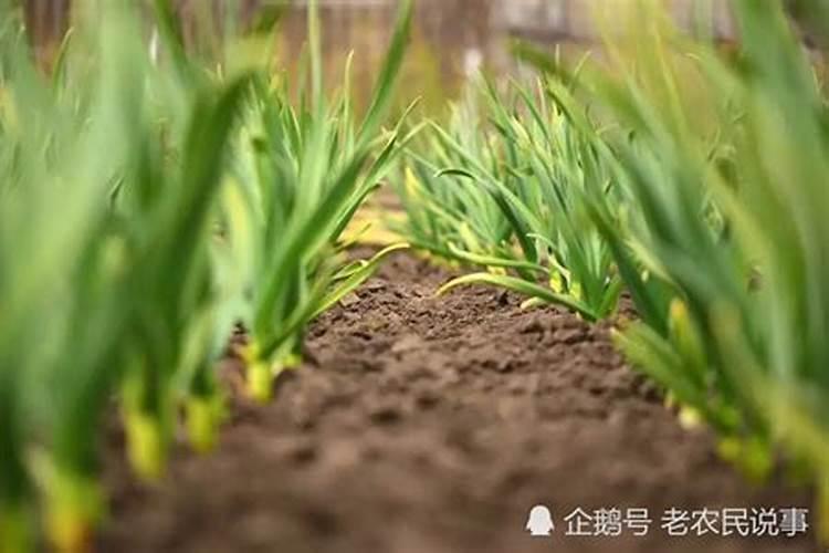 大蒜第二次浇水用什么肥料好？