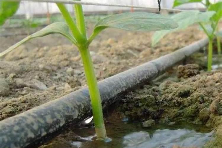 果树用水溶肥好还是复合肥好(复合肥可以兑水浇果树吗)