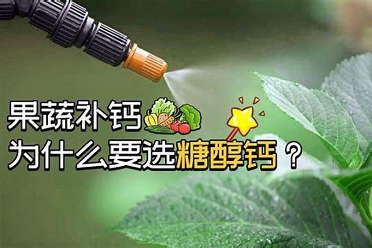 好养的小众植物,空气凤梨室内养护指南,从开花到繁殖