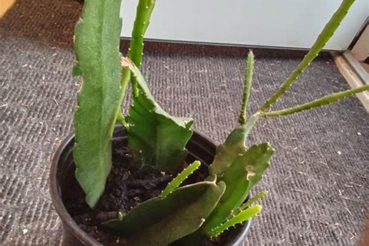 昙花不开花怎么办